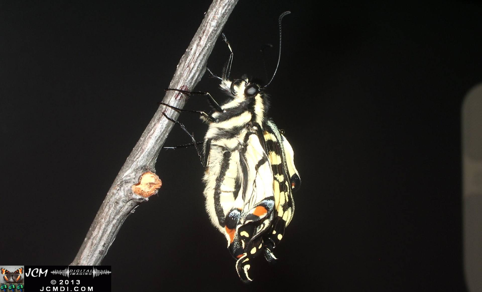 Western Tiger SwallowtIl Papilio rutulus